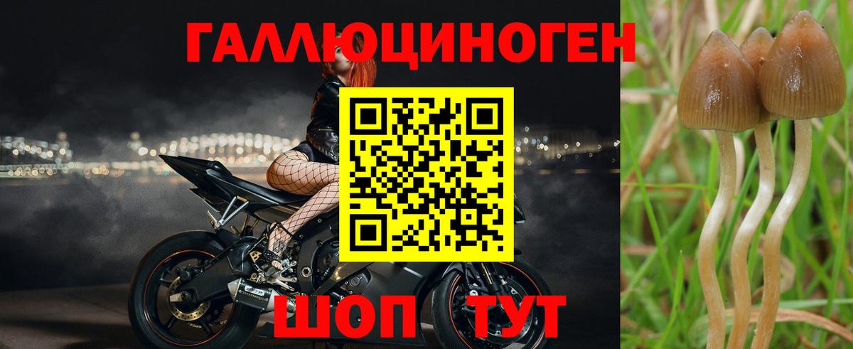 Псилоцибиновые грибы GOLDEN TEACHER  купить  цена  Верхняя Пышма  Вход с VPN 